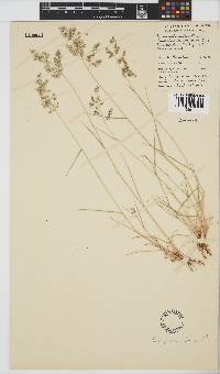 Eragrostis obtusa image