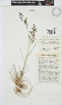 Eragrostis obtusa image