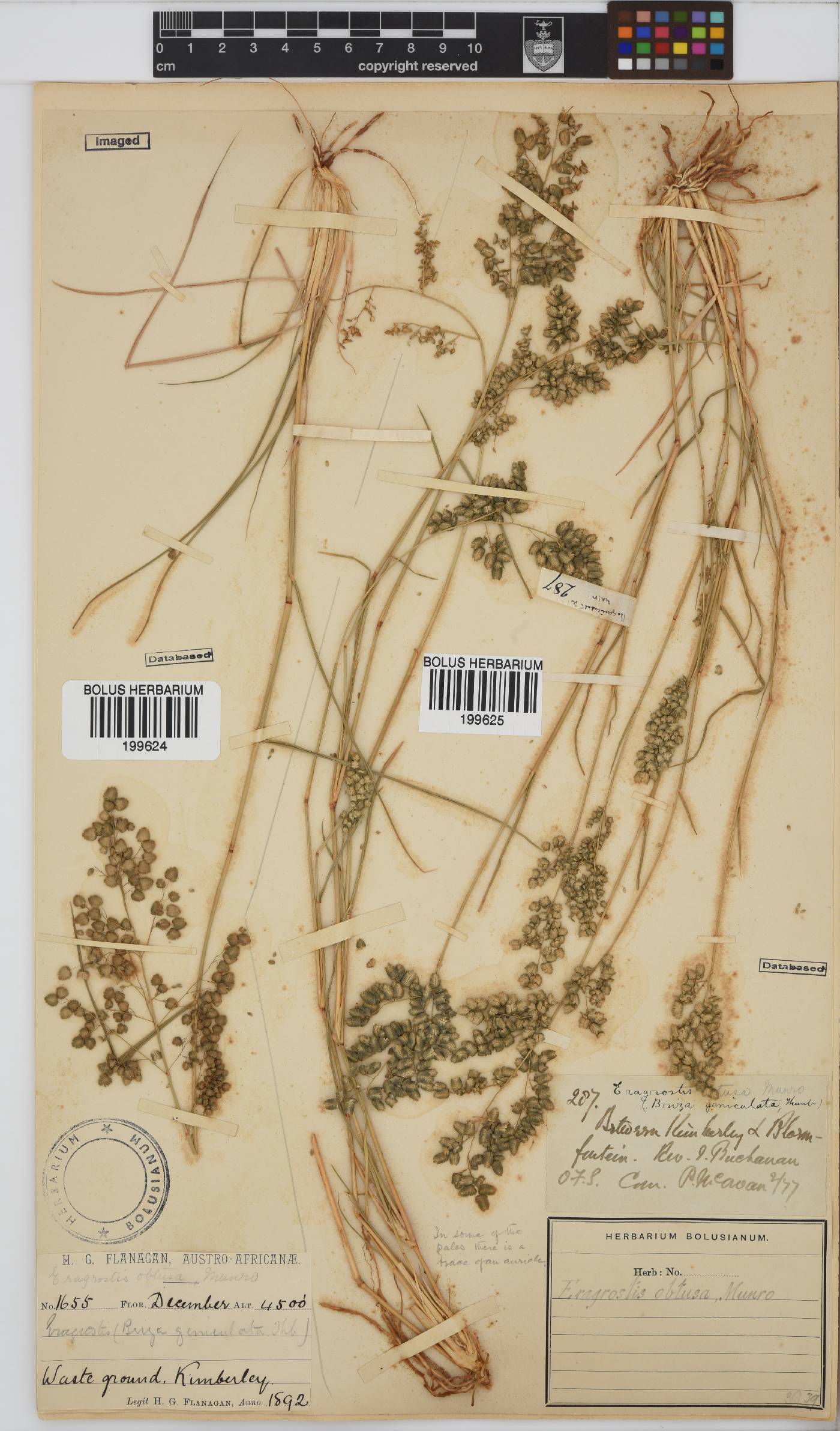 Eragrostis obtusa image