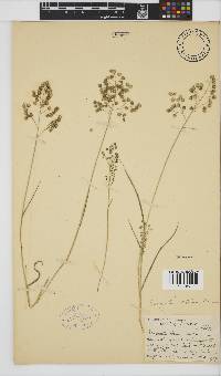 Eragrostis obtusa image