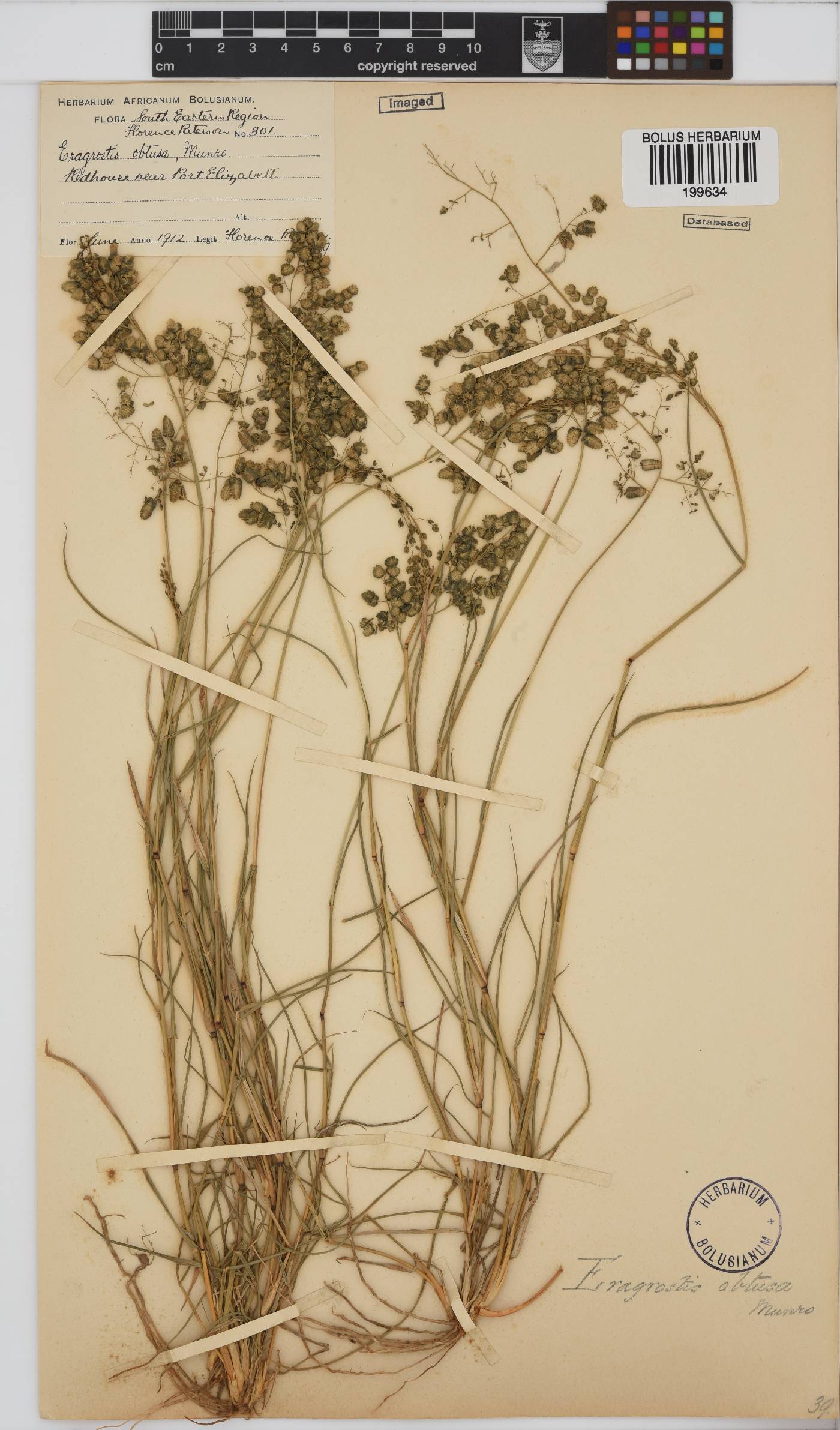 Eragrostis obtusa image