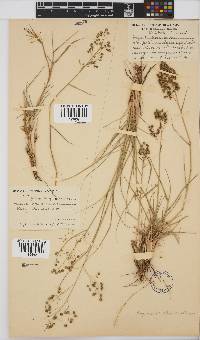 Eragrostis obtusa image