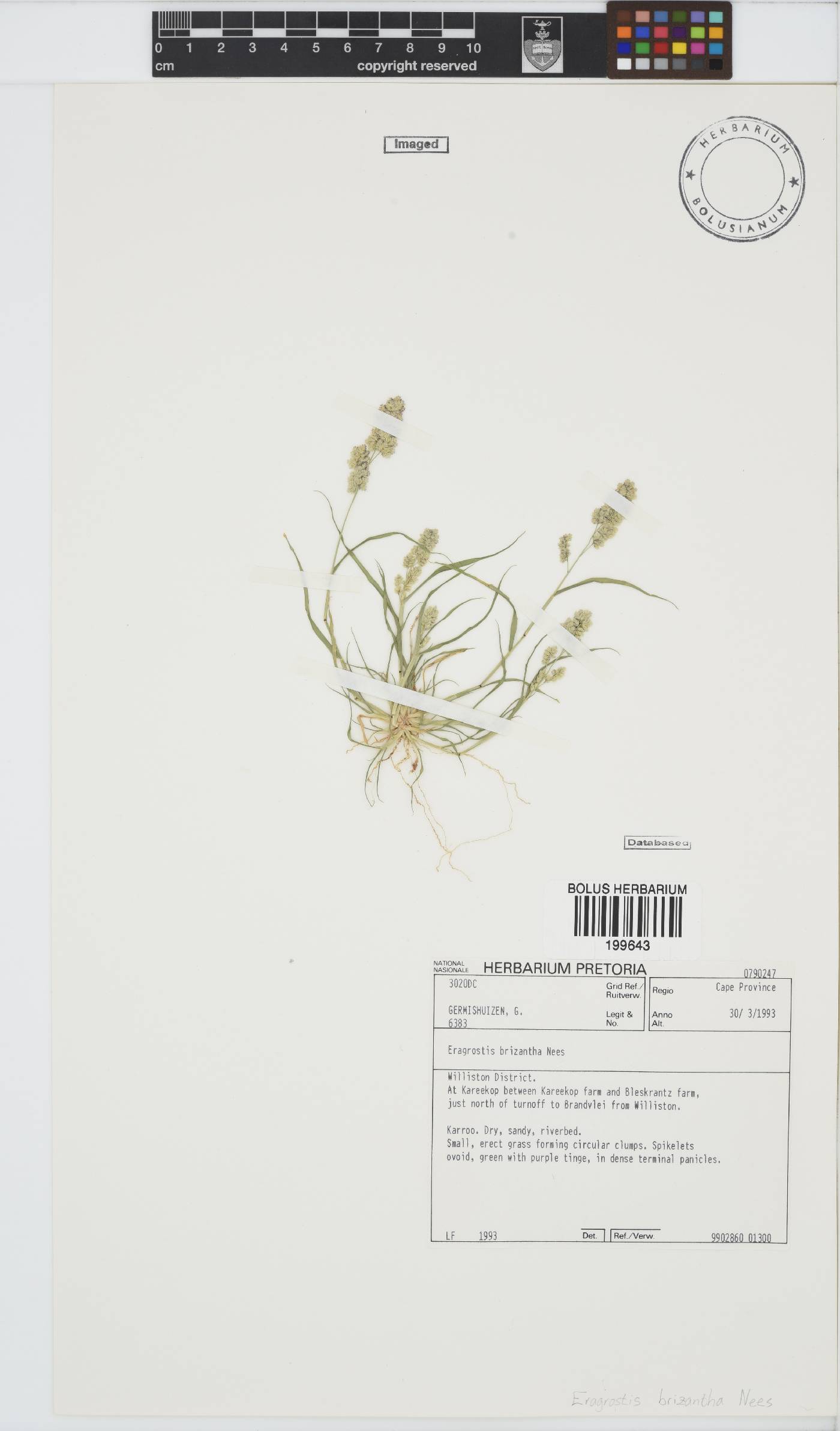 Eragrostis brizantha image