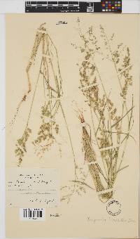 Eragrostis brizantha image