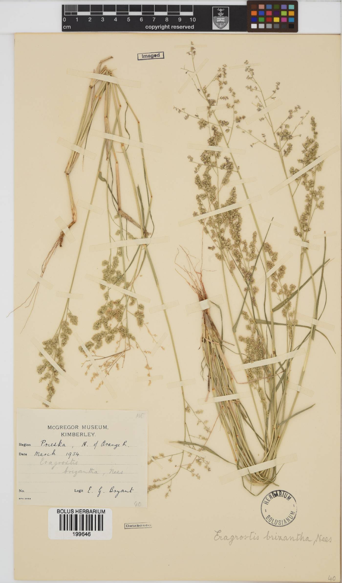 Eragrostis brizantha image