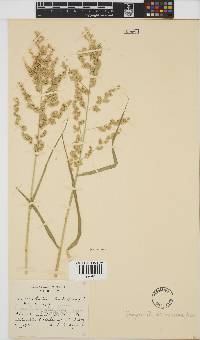 Eragrostis brizantha image