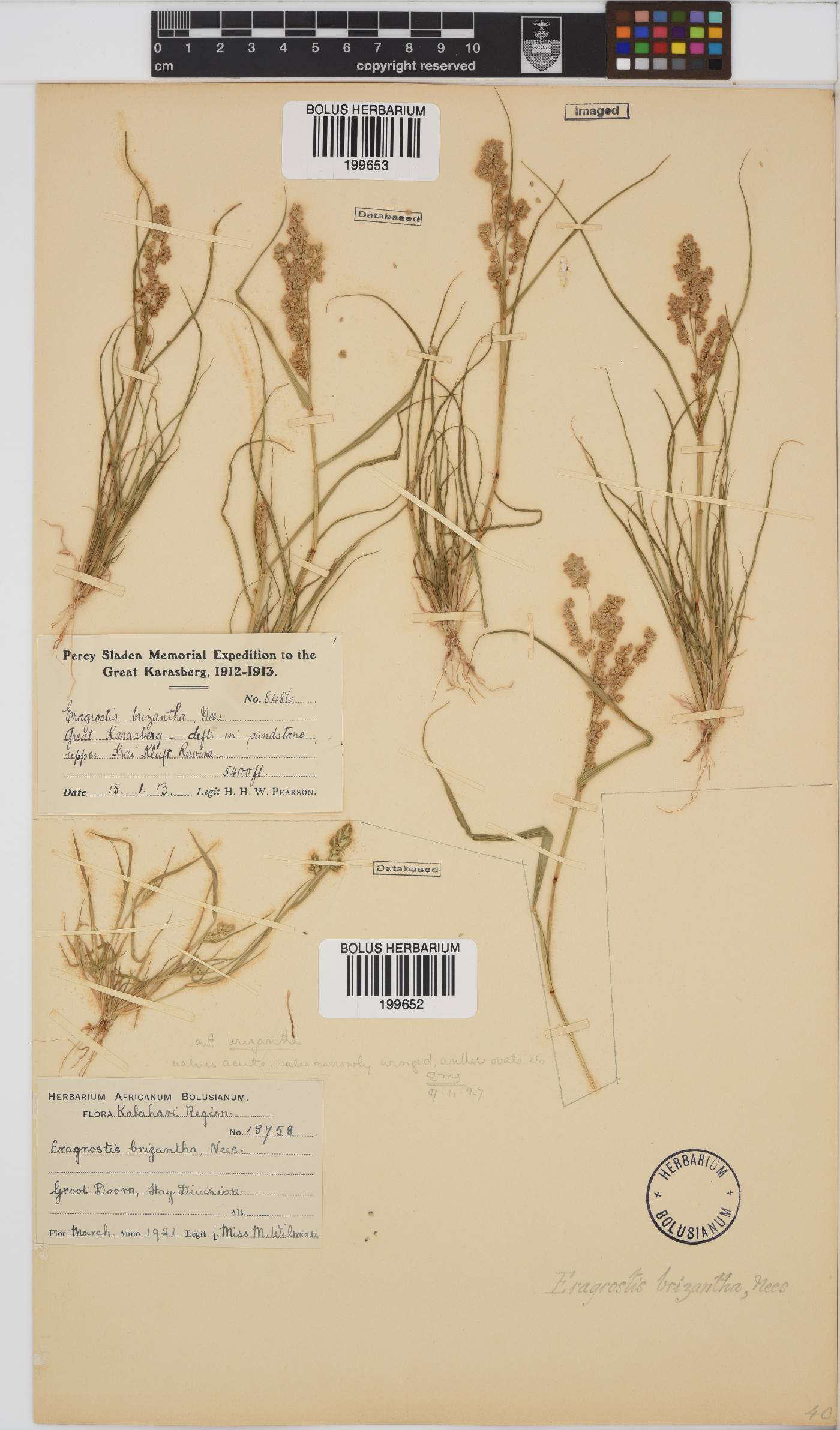 Eragrostis brizantha image