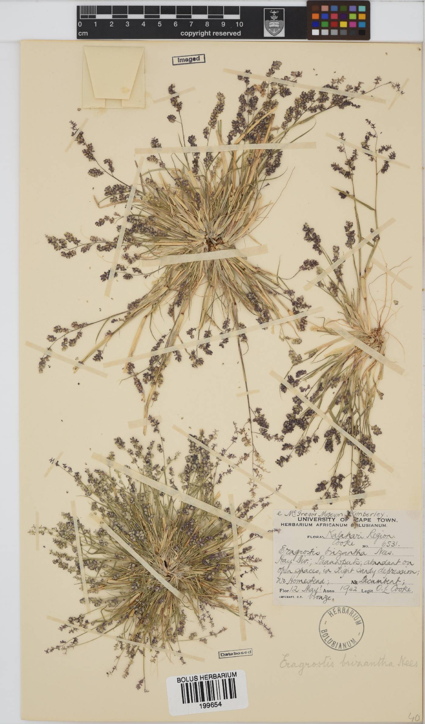 Eragrostis brizantha image