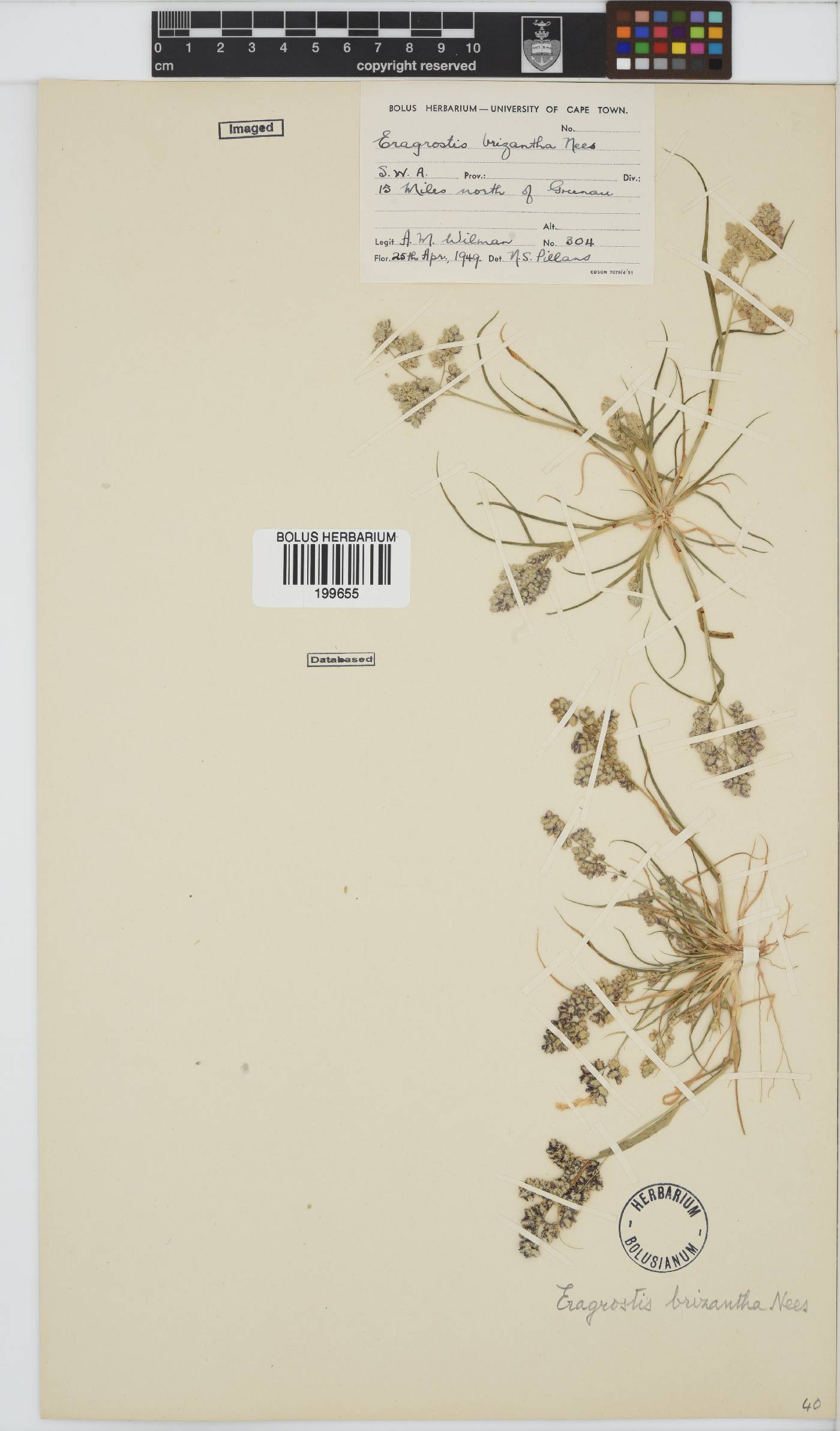 Eragrostis brizantha image