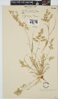 Eragrostis brizantha image