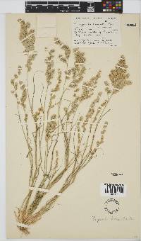 Eragrostis brizantha image