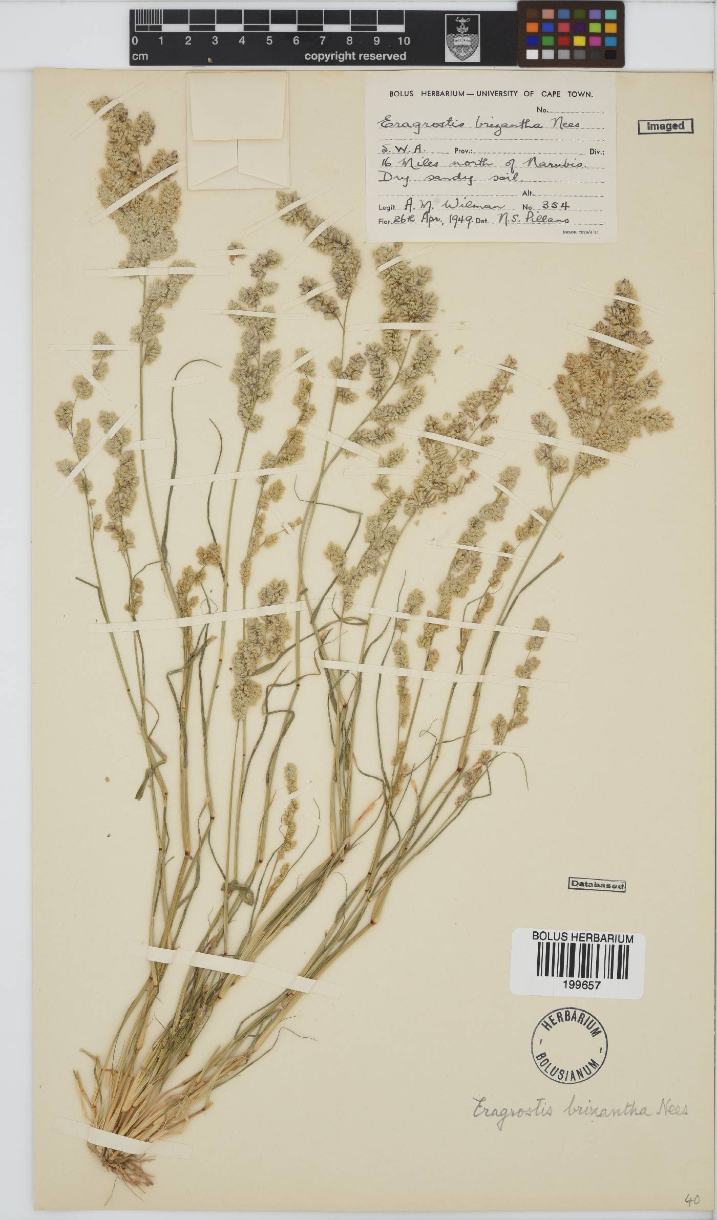 Eragrostis brizantha image