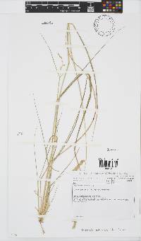 Eragrostis echinochloidea image