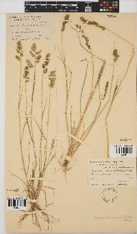 Eragrostis echinochloidea image