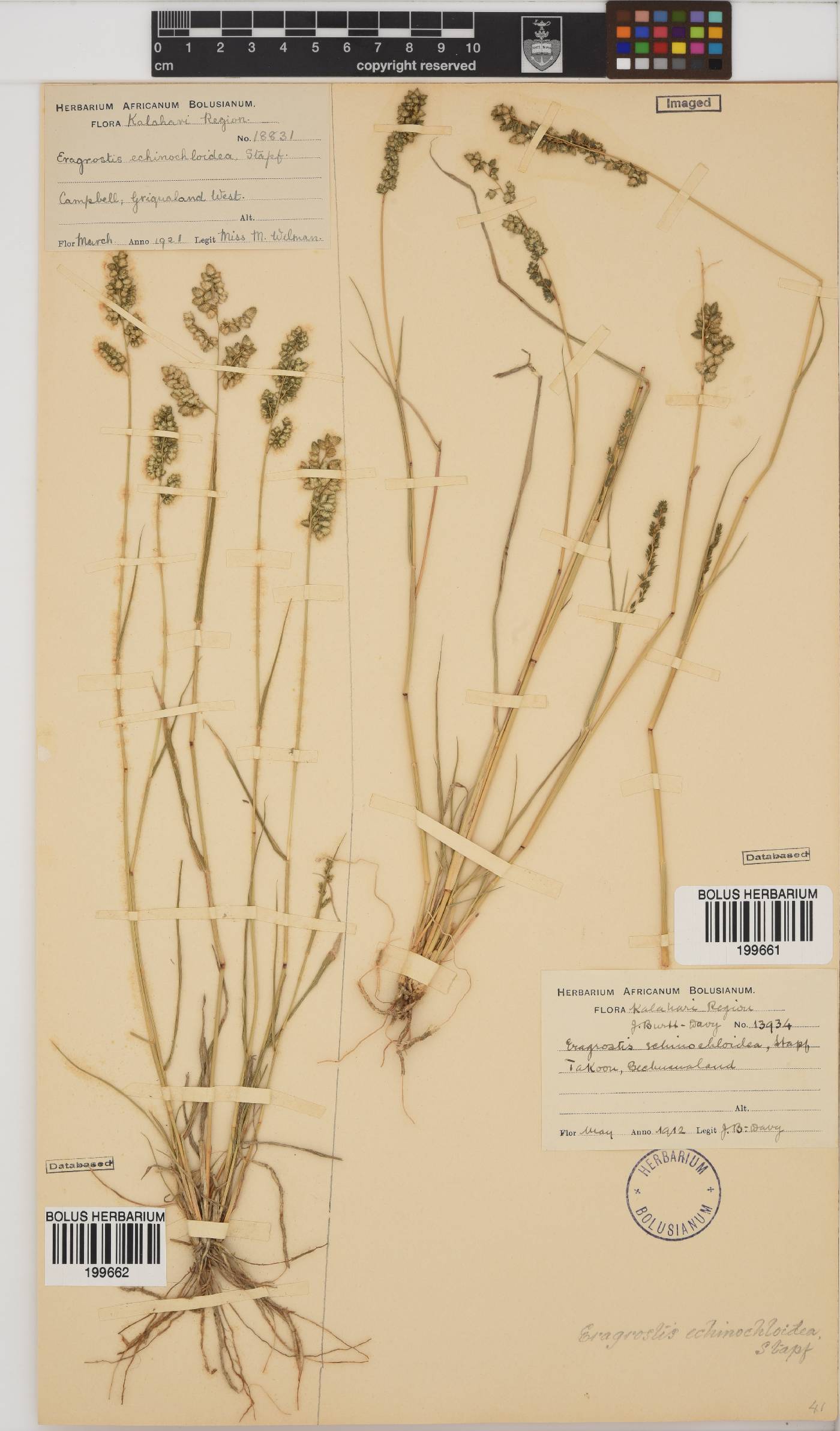 Eragrostis echinochloidea image