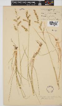 Eragrostis echinochloidea image