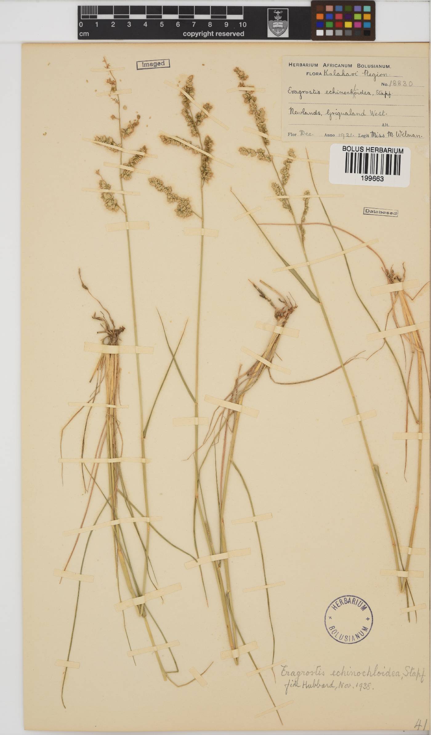 Eragrostis echinochloidea image