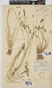 Eragrostis echinochloidea image