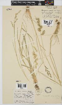 Eragrostis echinochloidea image