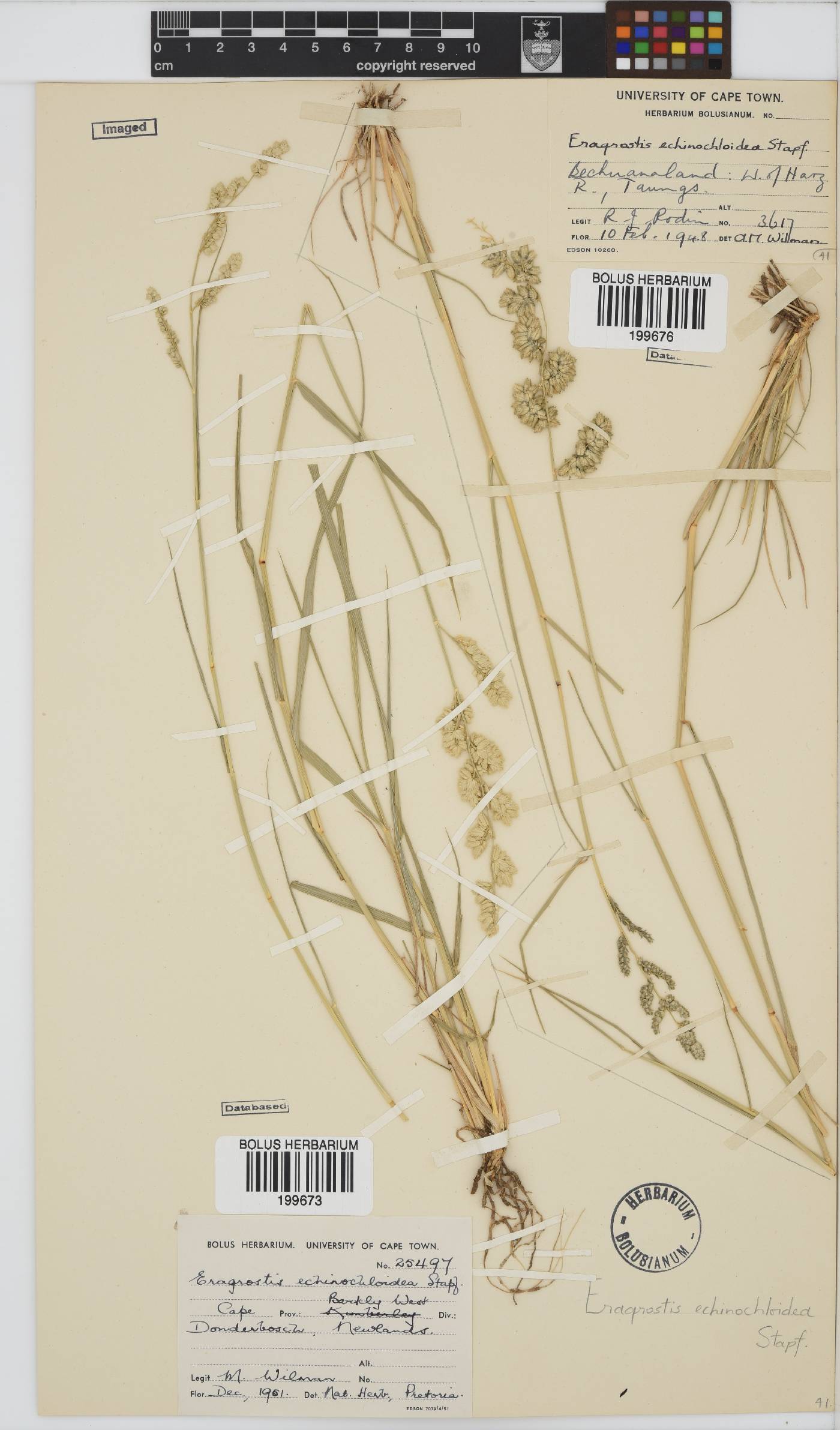 Eragrostis echinochloidea image