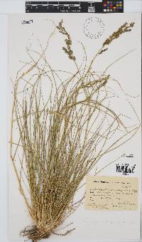 Eragrostis echinochloidea image