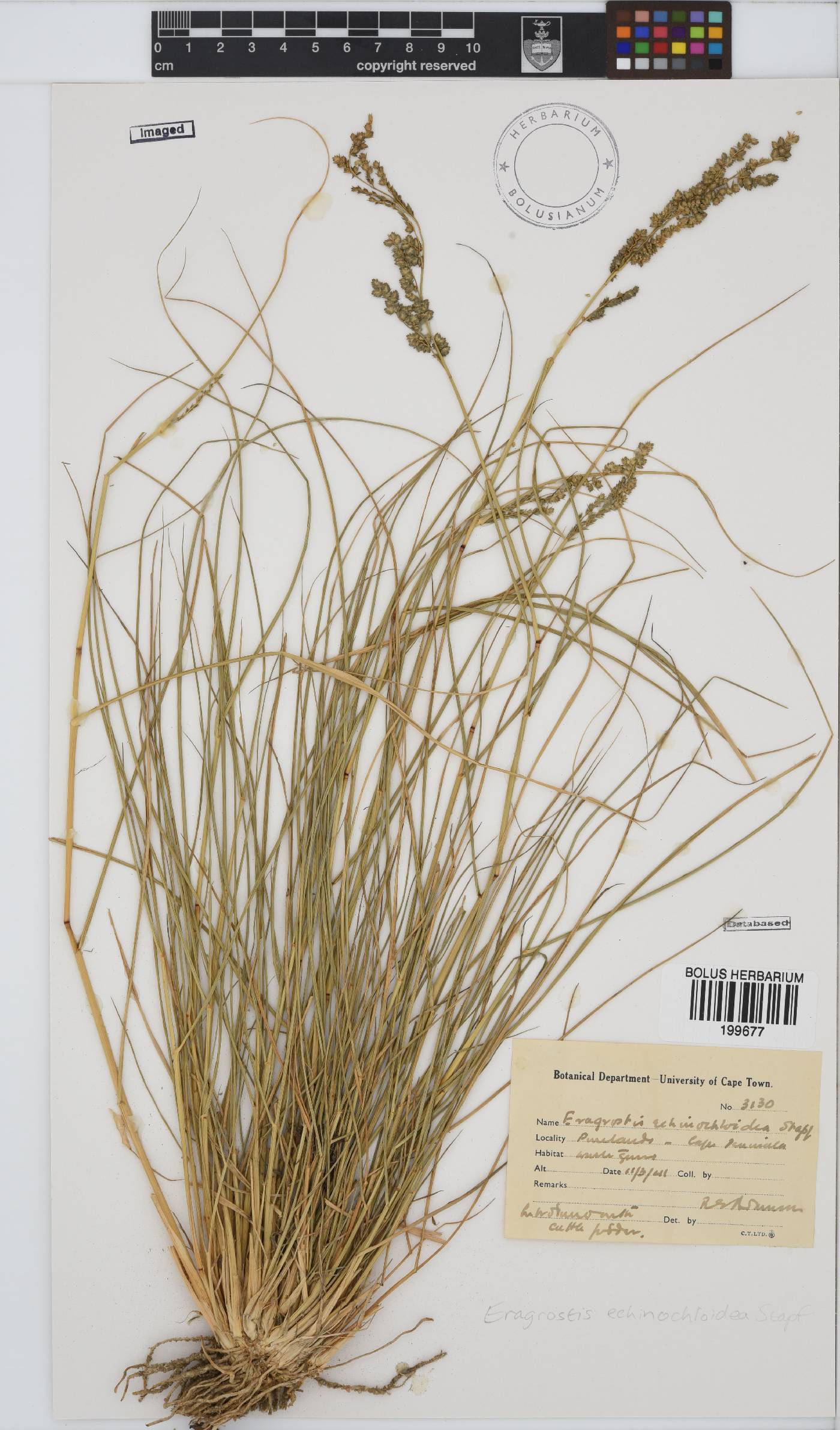 Eragrostis echinochloidea image