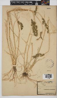 Eragrostis echinochloidea image