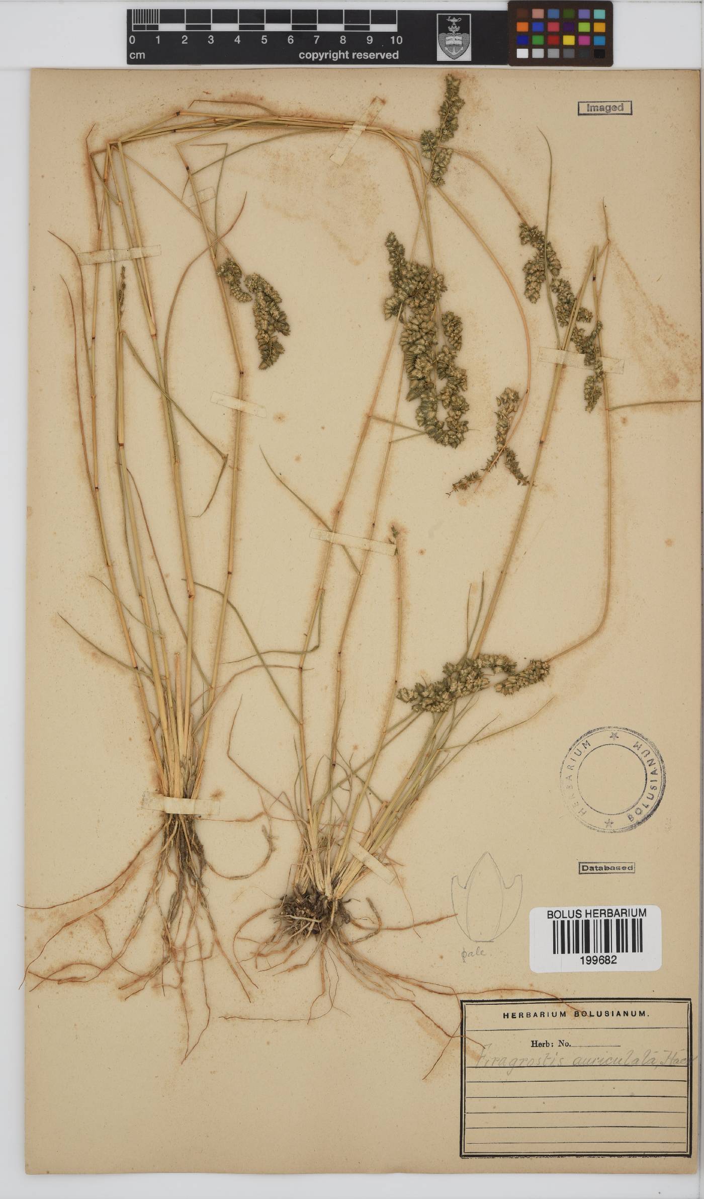 Eragrostis echinochloidea image