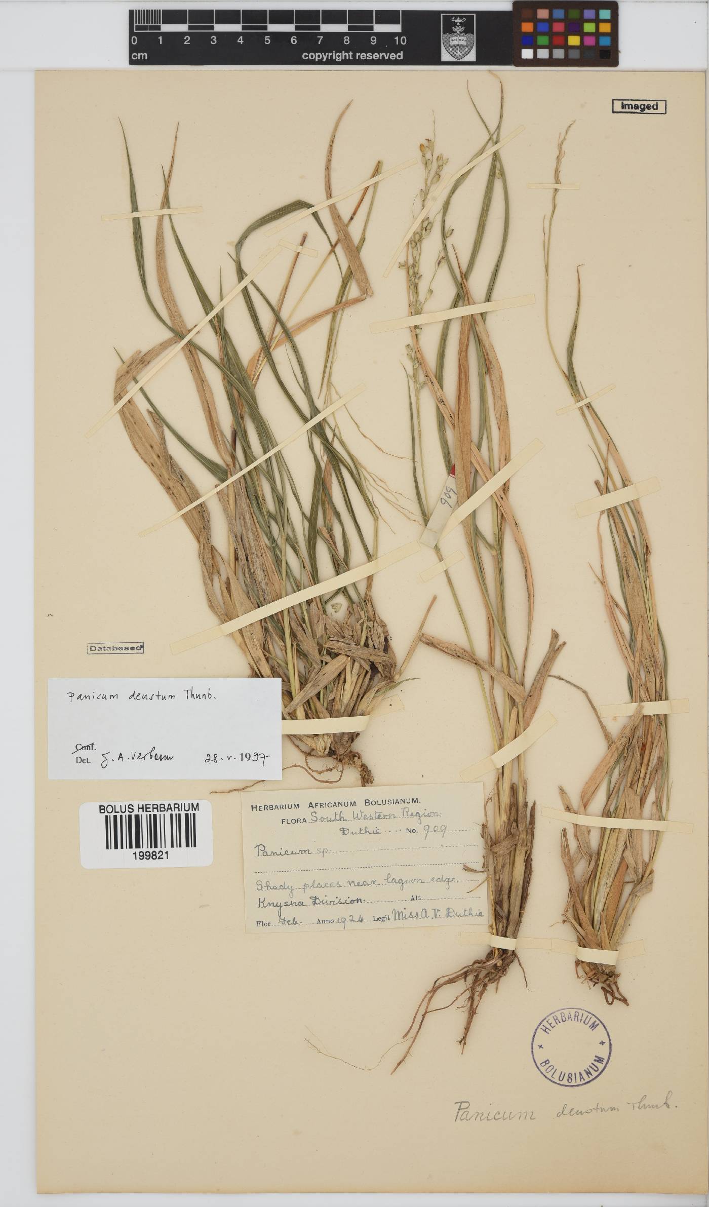 Panicum deustum image