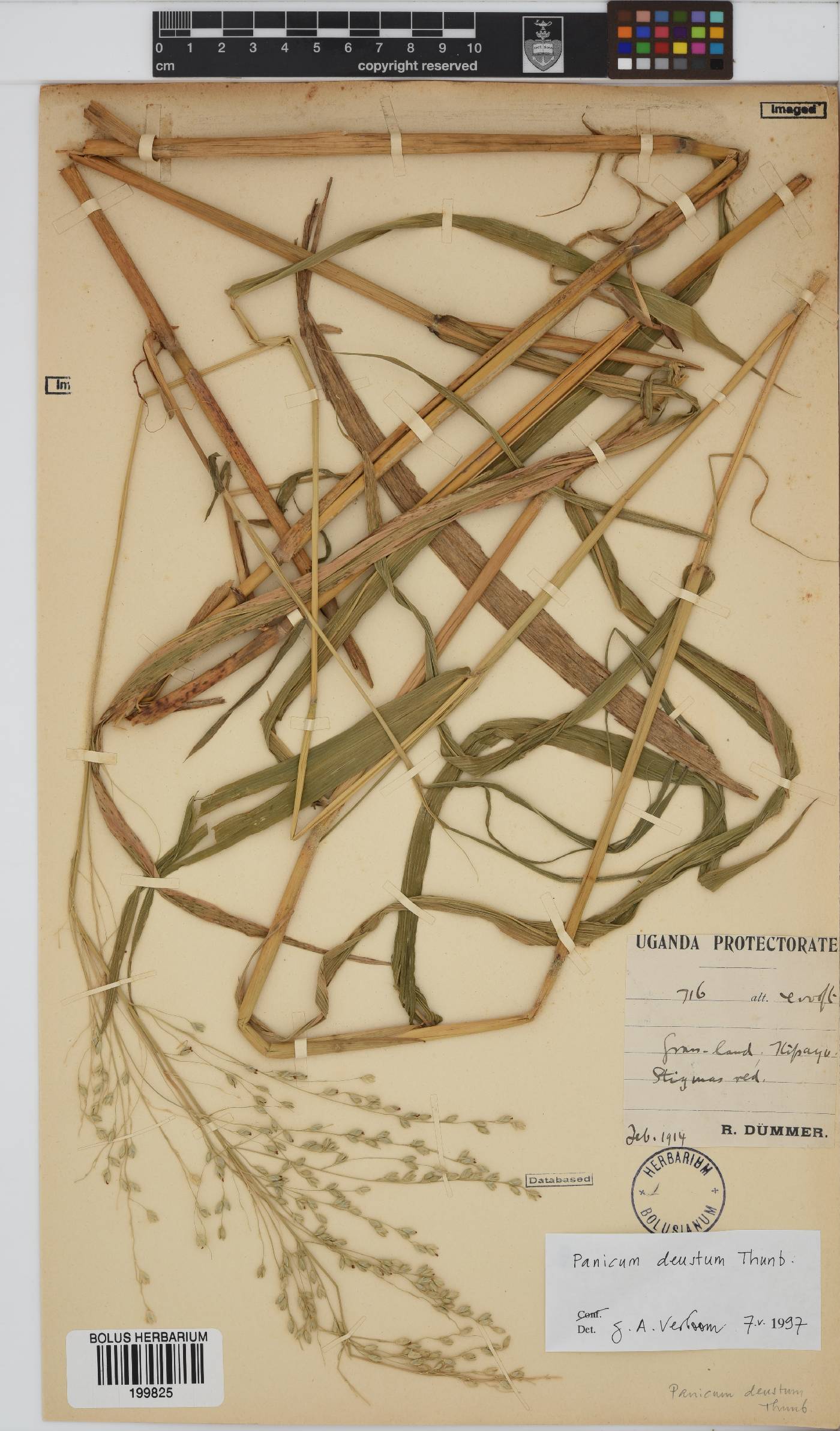 Panicum image
