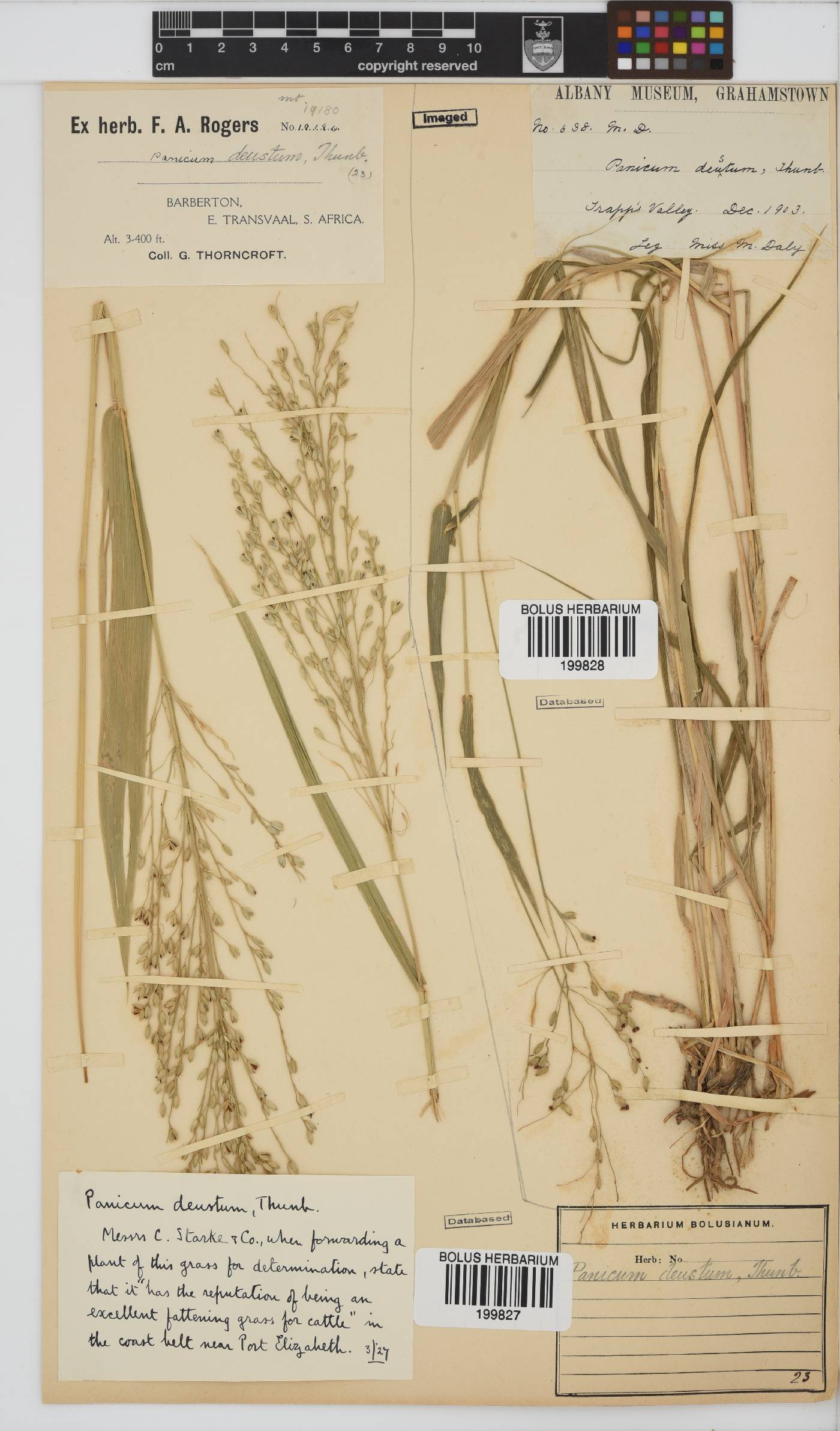 Panicum image