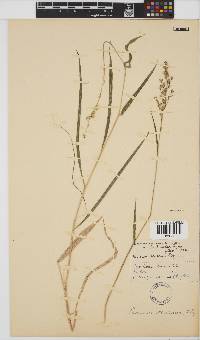 Panicum deustum image