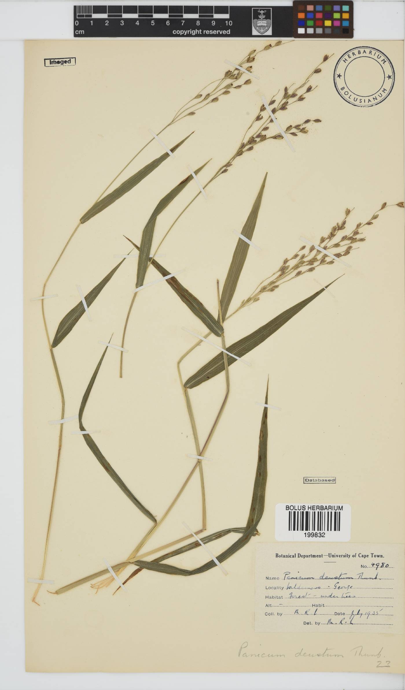 Panicum deustum image