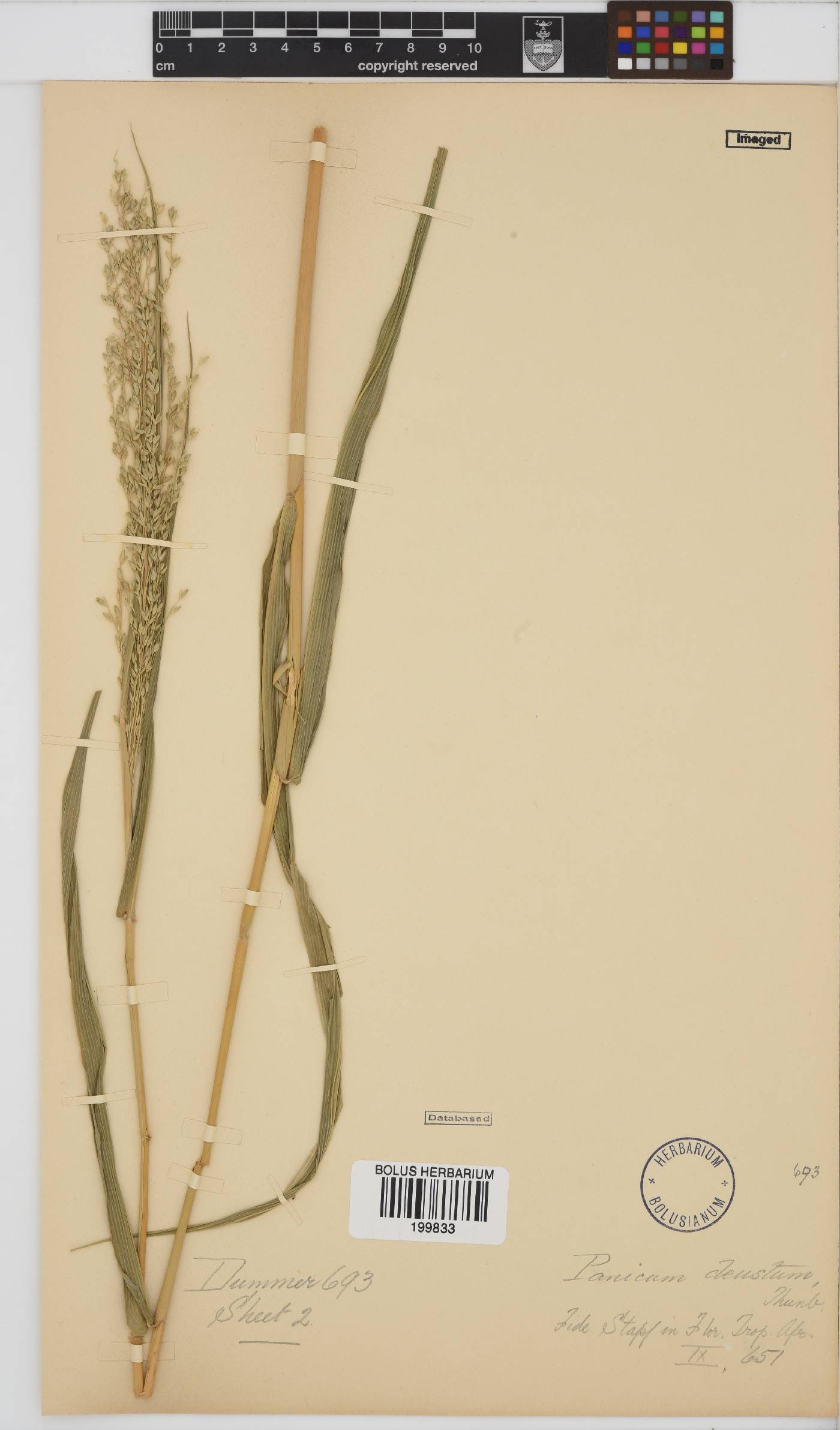 Panicum deustum image