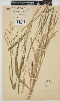 Panicum deustum image