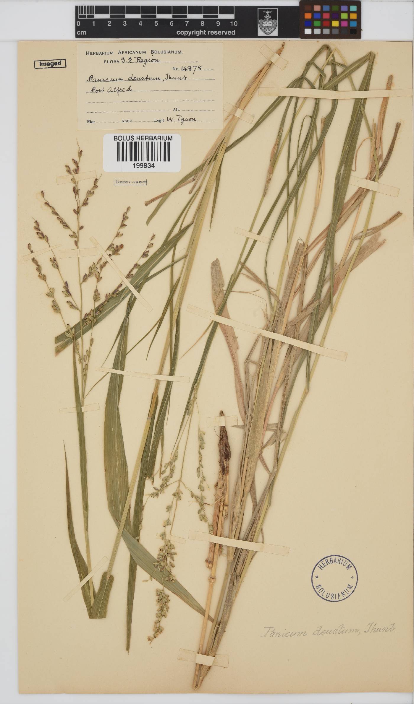 Panicum deustum image