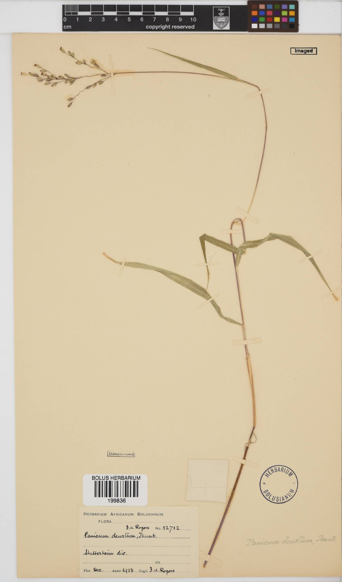 Panicum deustum image