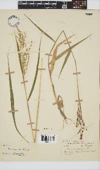 Panicum deustum image