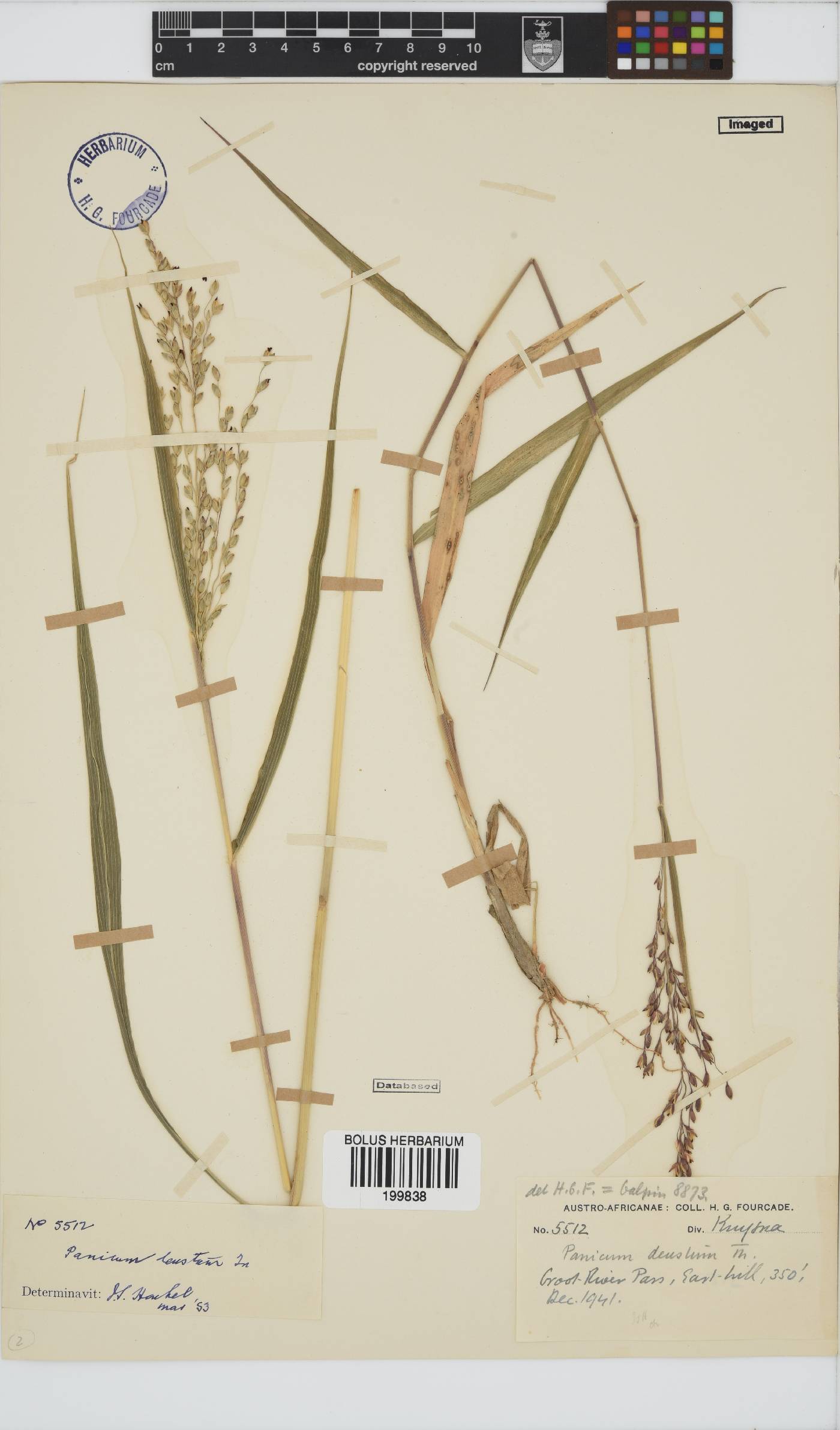 Panicum deustum image