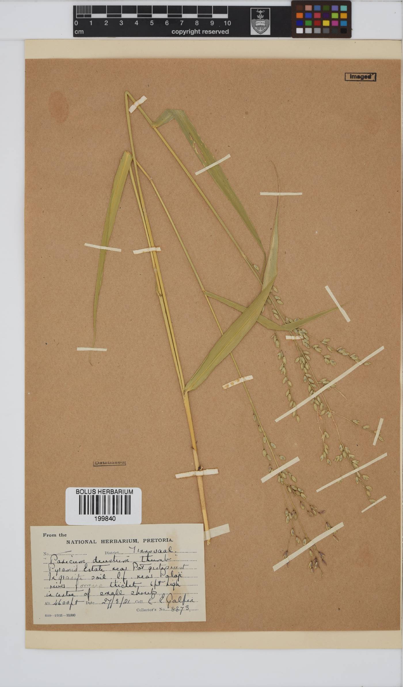 Panicum deustum image