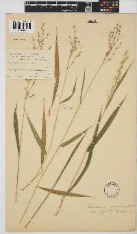 Panicum deustum image