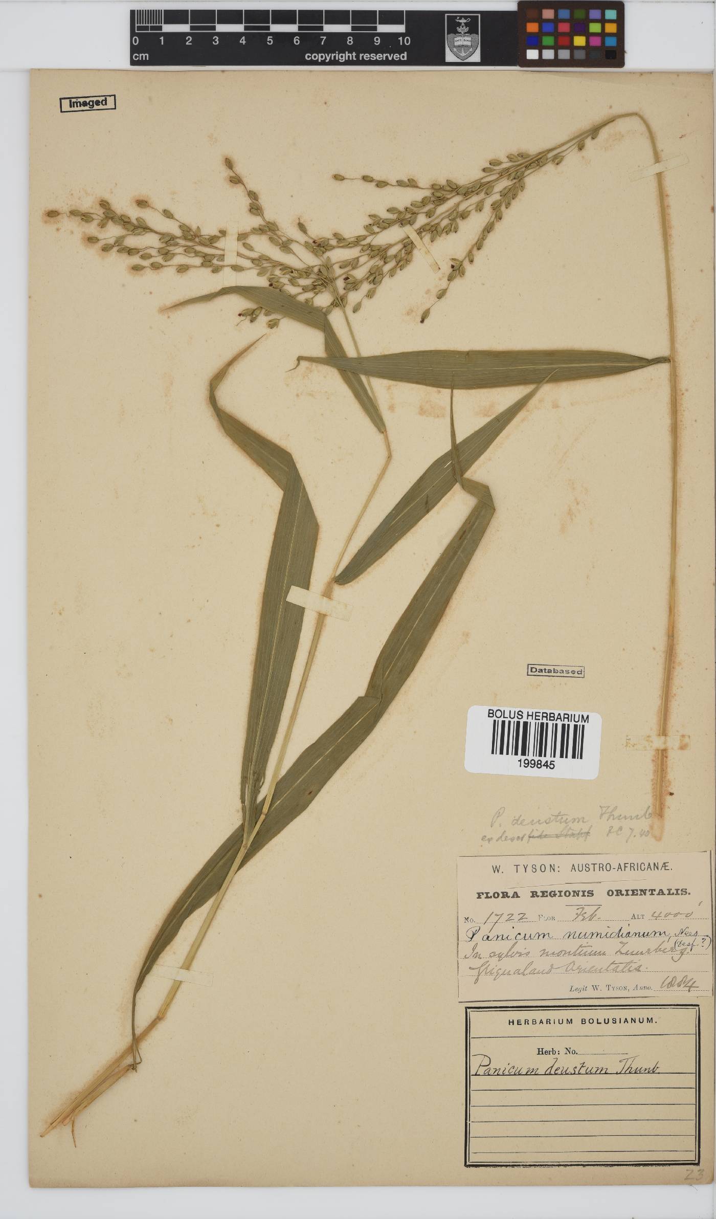 Panicum deustum image