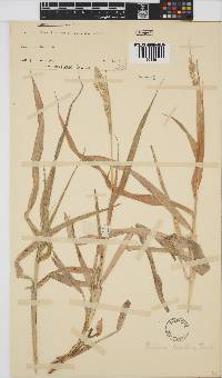 Panicum deustum image