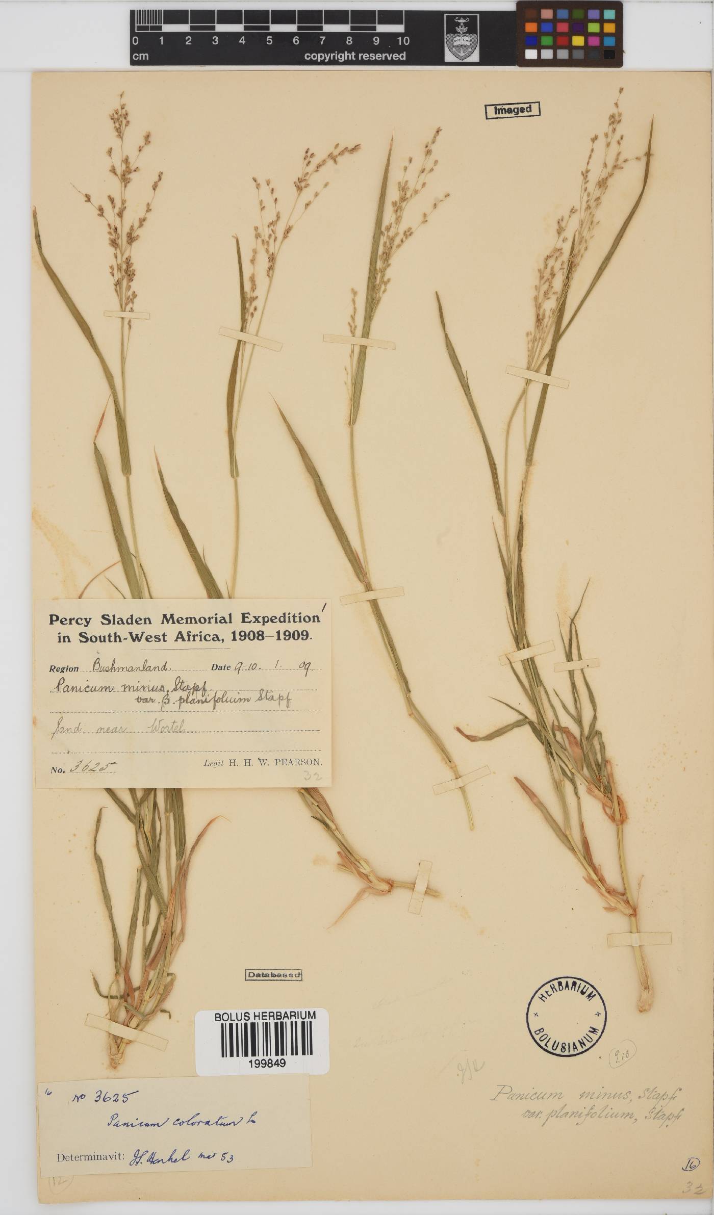 Panicum coloratum image