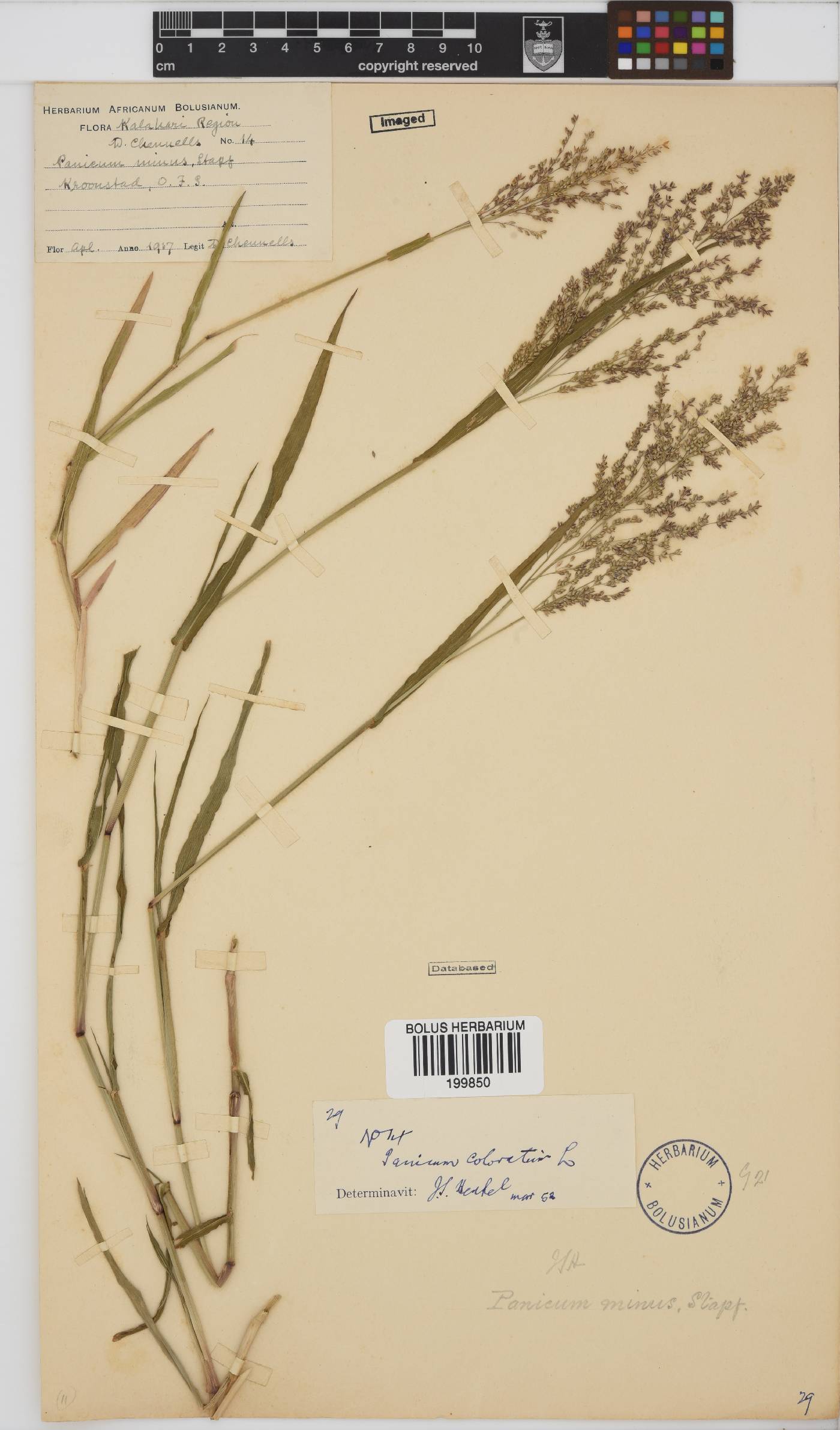 Panicum coloratum image