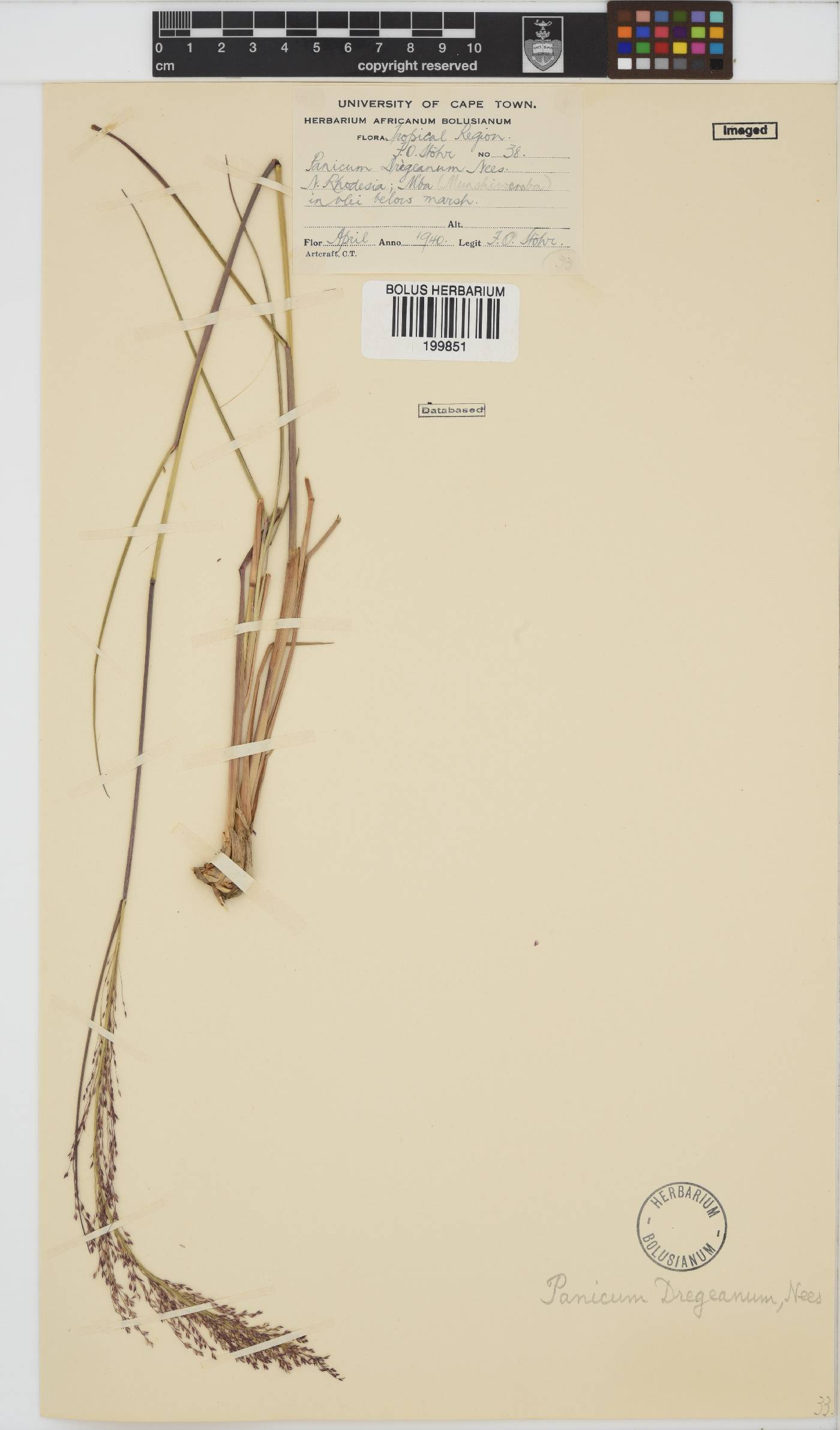 Panicum dregeanum image