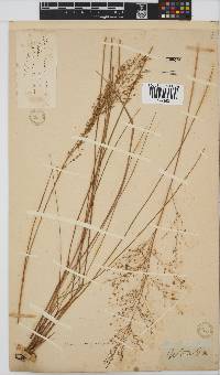 Panicum dregeanum image