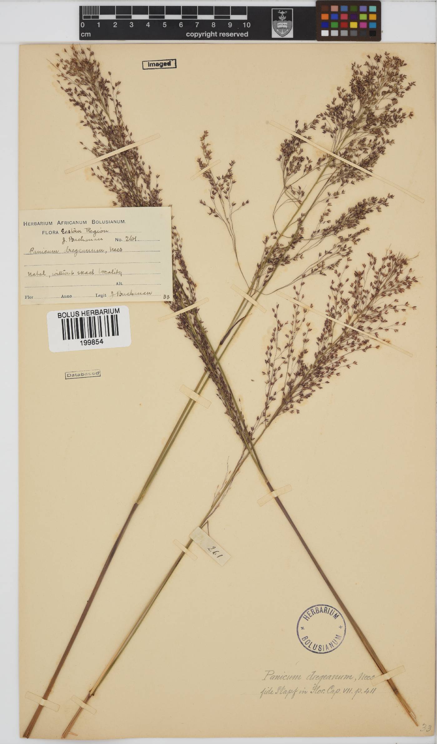 Panicum dregeanum image