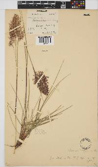 Panicum dregeanum image