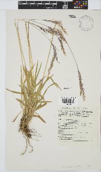 Panicum ecklonii image